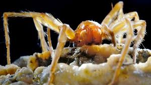 Va rog dati subscribe aici ! Bbc Earth The Bizarre Beasts Living In Romania S Poison Cave