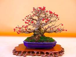 Both offer edible fruit, red and yellow respectively. 26 Pictures Of Flowering Fruiting Bonsai Trees Will Make You Re Evaluate Your Entire Existence