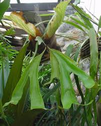 Image result for Platycerium stemaria