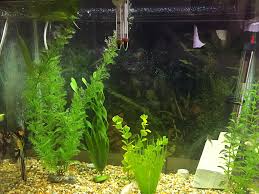 Black Algae In Fish Tank Good Or Bad How To Get Rid Of Black Algae In An Aquarium Ben Lobaugh Online