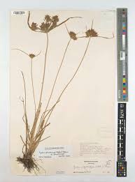 Image result for Pycreus aethiops