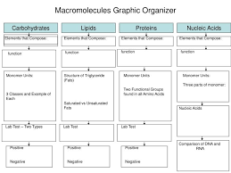 Ppt Macromolecules Graphic Organizer Powerpoint