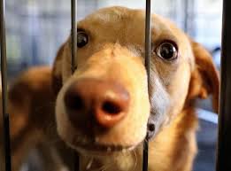 Homeguide's trusted pros are the absolute best for animal care services near you. The Horry County Animal Care Center Has Been Operating As A No Kill Shelter But Overcrowding Threatens That News Myhorrynews Com
