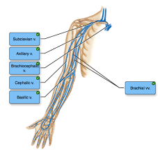 Labeled vessels of the body » shows blood labeled vessels of the body vessels are directly labeled by cardiac perfusion using a specially the main. Ap Ii Lab Quiz 2 Circulatory System Flashcards Quizlet