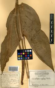 Image result for Limnophyton