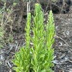 Image result for Erigeron schimperi