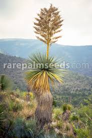 Image result for Nelsonia smithii