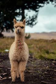 Some Photos Of Llamas And Alpacas Animals Alpaca Pictures Cute Animals