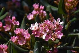 5451,n macarthur blvd, irving, tx, 75038 ph: Calisto Indian Hawthorn Calloway S Nursery