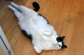 The stray cat's belly should be enlarged slightly more than halfway from the neck to the tail if it's pregnant. 5 Things I Encountered While Being Fat And Pregnant Mommyish
