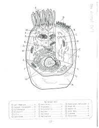 You need to download the sheets such as animal cell coloring answers and plant cell which you can download from here. Animal Cells Coloring Worksheet Plant Cell Coloring Key Best Plant Animal Cell Coloring Tierische Zelle Karten