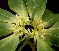 Image result for Euphorbia distinctissima