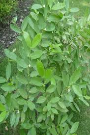 Image result for Mascarenhasia