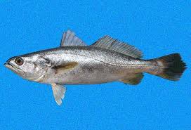 Image result for Equilabium stenosiphon