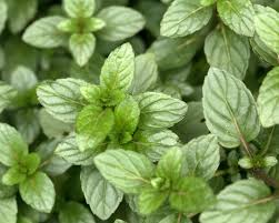 You can start harvesting mint leaves once the plants have multiple stems that are about 6 to 8 inches long. Is Chocolate Mint Different From Regular Old Peppermint Epicurious