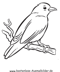 Ausmalbild Kanarienvogel Zum Ausdrucken