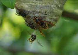 What's the best way to kill a wasp nest? Get Rid Of Wasps Advice Ireland