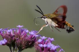 Der hummelschwärmer ist ein schmetterling aus der familie der schwärmer. Hummelschwarmer Hemaris Fuciformis Forum Fur Naturfotografen