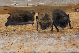 For most migrating species in the northeast bats, leave colonies for winter hibernation sites by the first week of september, but some species (big brown bats being a good example) will hibernate in buildings during the winter. Bats In Your Attic It Might Be Key For Their Conservation Ecotone News And Views On Ecological Science