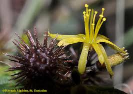 Image result for Triumfetta digitata