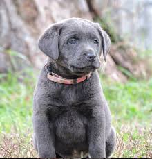 We did not find results for: Lab Pointer Hybrids Of Texas Litter