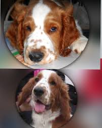The welsh springer spaniel breed is also commonly known by the names welshie, welsh springer, welsh cocker spaniel, welsh starter. Unsere Welsh Personliche Eindrucke