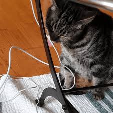 Image result for Pica