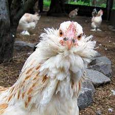 Check spelling or type a new query. Faverolles Are Just Plain Goofy Looking But So Soft And So Sweet I Think This Is A Splash Faverolles Pet Chickens Pet Chickens Breeds Fancy Chickens