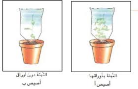 النباتات التكاثر بالبذور مراحل إنبات البذرة الانتاش والظروف الملائمة للإنبات