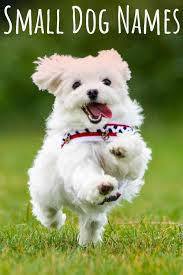 Finding the right inspiration can be tricky, but you will definitely find energetic and friendly name for your dog. Small Dog Names Adorable Ideas For Naming Your Little Puppy