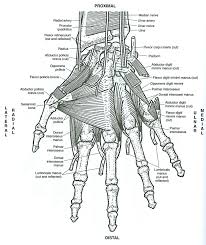 Pin By Biblioteca Universitaria De Oz On Ilustrando Conocimiento Anatomy Coloring Book Anatomy Coloring Pages