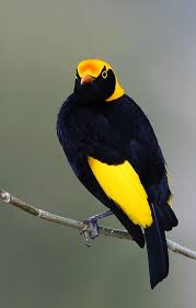 Black Bird With Orange Head All Sizes Regent Bowerbird Male Flickr Photo Sharing Beautiful Birds Pet Birds Colorful Birds