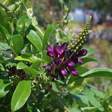 Image result for Millettia drastica