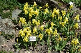 Image result for Disperis reichenbachiana