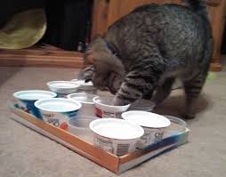 Diy Cat Food Puzzle With Yogurt Cups Enjoy Everything About Cats Get The Latest Ozzi Cat Magazine Click Here H Diy Cat Food Cool Cat Toys Diy Cat Toys