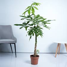 Image result for Pachira