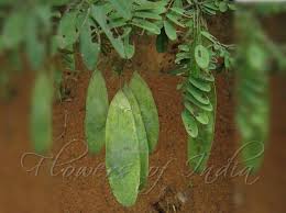 Image result for Dalbergia