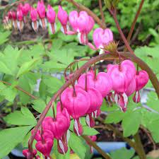 The Little Garden Is Awash With Color The Bleeding Hearts Lamprocapnos Spectabilis Are In Full Blo Bloom Where Youre Planted Beautiful Flowers Love Flowers