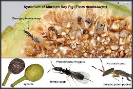 So the crunches you feel when you are chewing a fig are simply the seeds,. Arboretum Images 10