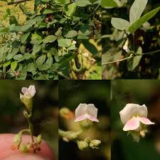 Image result for Teramnus