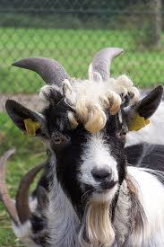 Billy Goat Nice Perm Goats Fluffy Animals Cute Animal Pictures