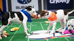 These 2021 sundance film festival headliners became household names thanks to some unforgettable roles early in their careers. How To Watch The 2021 Puppy Bowl On Discovery
