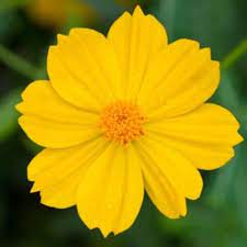 Yellow Cosmos Cosmos Plant Wildflower Seeds Cosmos Flowers