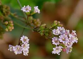 Image result for Boerhavia erecta