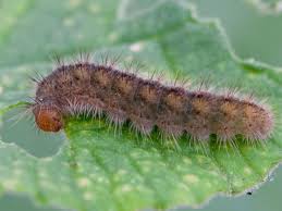Black And Red Caterpillar Uk Duke Of Burgundy Caterpillar Butterfly Conservation Burgundy Natural World