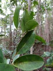 Image result for Warneckea sousae