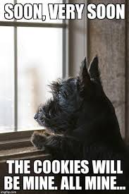 Scottie Meme Scottie Dog Dog Memes Memes