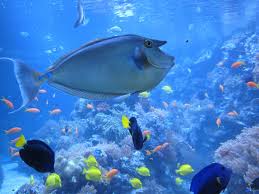 Aquarium Duisburg Fish Nose Doctor Fish Underwater Zoo Fish Underwater Pictures New England Aquarium
