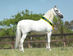 HARAS TEXTOR | MANGALARGA MARCHADOR