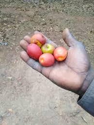 Image result for Anisophyllea boehmii